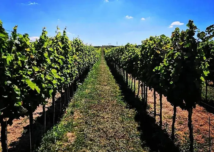 Chateau Grand Bari Bara